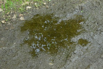 big gray green puddle in the mud on the road