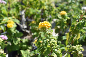 Yellow Lantana