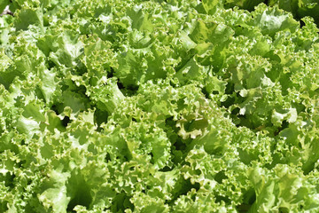 Lettuce and Kale