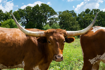 Closeup of brown Longhorn bull with herd