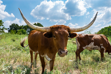 Closeup of brown Longhorn bull with spotted cow