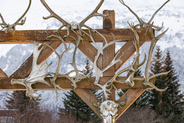 Alaskan antler collection.