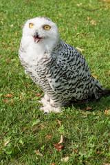 A snow owl (in captivity) with an open beak in a green meadow
