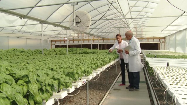 Scientists picking and smelling basil in hydroponic greenhouse