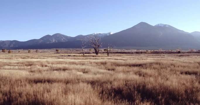 Outcropping of trees in grassy field, Taos, New Mexico, United States