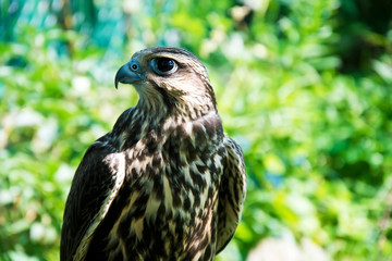 Falcon portrait close up.
