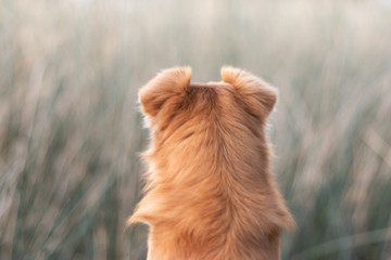 Retrato de perro mirando hacia atras