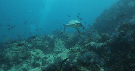 Green Turtle, (Chelonia mydas) swimming on the reefs of the Sea of Cortez, Baja California Sur, Mexico.