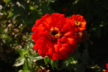 Red Flower in garden 