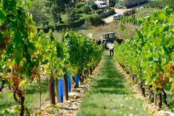New harvest of blue, purple or red wine or table grape, hand holding bunch of ripe grape on green...