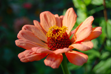 Orange Flower in Garden 