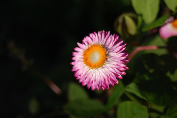 Pink and Yellw Straw Flower