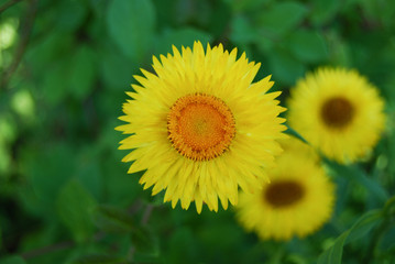 Yellow Straw flower in garden