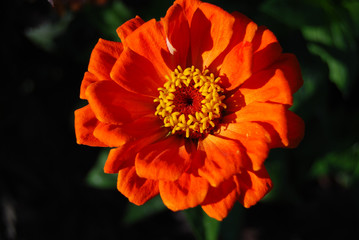Beautiful orange flower - Zinnia