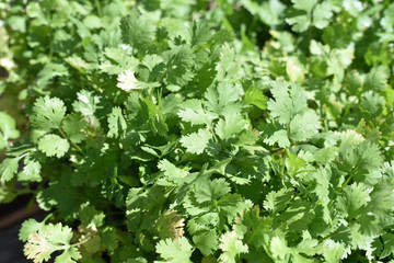 Corriander and Cilantro Herbs