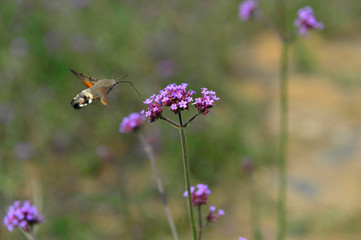 Bee honey in the flying insects
