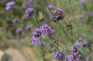 Bee honey in the flying insects