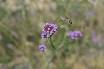 Bee honey in the flying insects