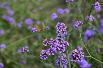 Bee honey in the flying insects
