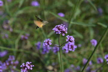Bee honey in the flying insects