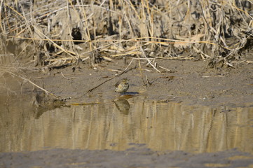 A beautiful bird in wetlands