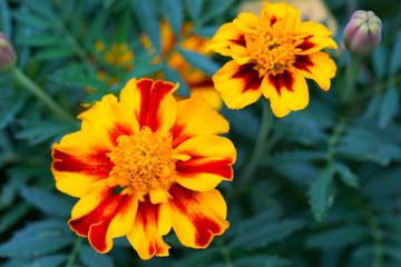 Detail of the Marigold Flower, Tagetes patula  