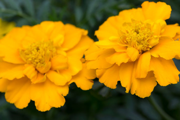 Detail of the Marigold Flower, Tagetes patula  
