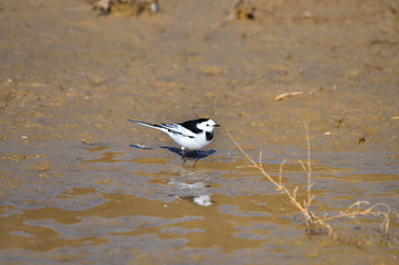 A beautiful bird in wetlands