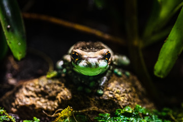 frog sitting on a rock