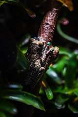 frog on a branch at night