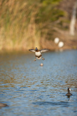 A duck awkwardly comes in for a landing with wings and feet outstretched.