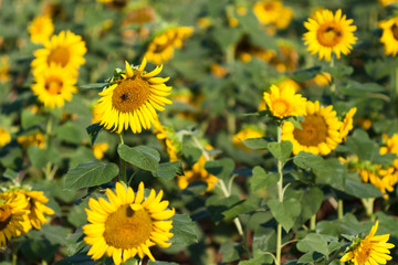 A summer field of sunflowers provide a large supply of food for local bees.