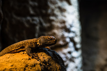lizard resting on a rock