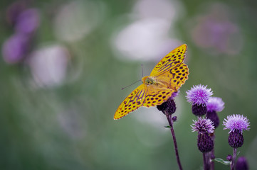 butterfly on a flower