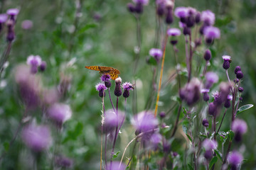 butterfly on a flower