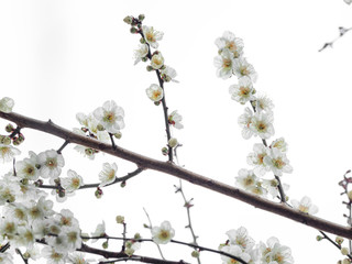 白い梅の花