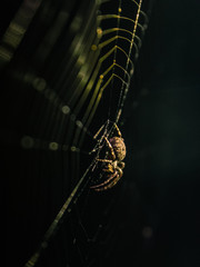 night shot of spider on web