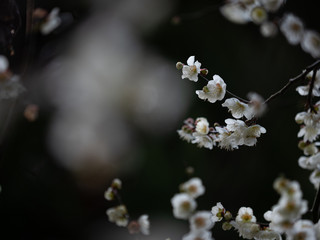 白い梅の花