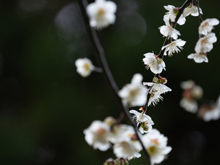 白い梅の花