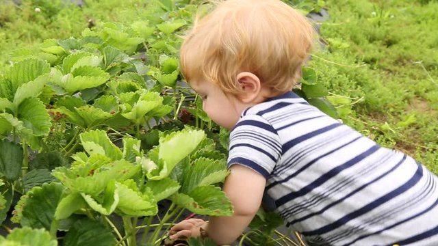 Caucasian baby boy picking strawberries in field
