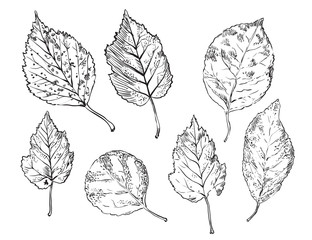 Vector hand drawing leaves 5