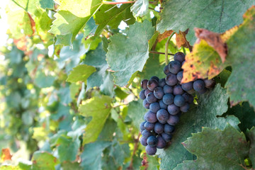 Fototapeta premium New harvest of blue, purple or red wine or table grape, hand holding bunch of ripe grape on green grape plant background