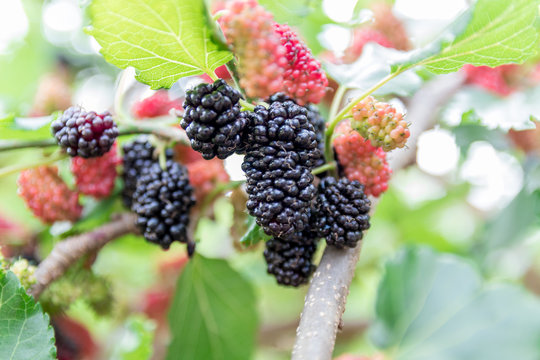 galhos com frutas de amora, Um dos principais nutrientes da amora &eacute; a vitamina E, que &eacute; conhecida por ser um &oacute;timo antioxidante. 