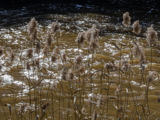 Riverside Reeds