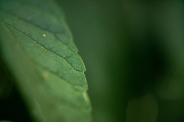Obraz premium Macro Green Leaf