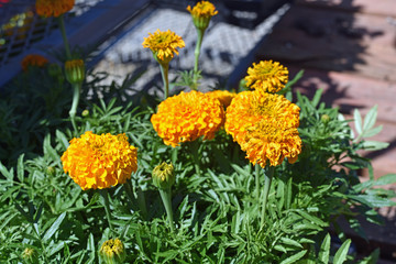 Mums and Zinnias