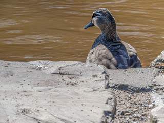 Duck Pops Up