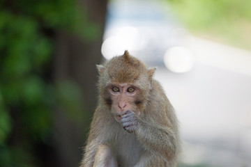 Obraz premium 可愛いサル