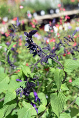 Dark Purple Stalk Flowers