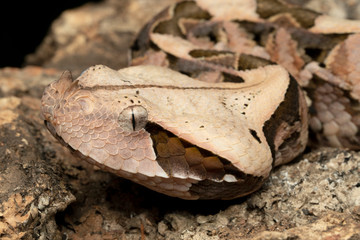 Closeup of a Juvenile Gaboon Viper (Bitis gabonica)